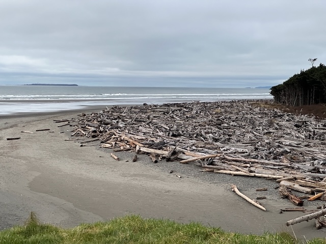 Vista of N Pacific USA beach with driftwood
