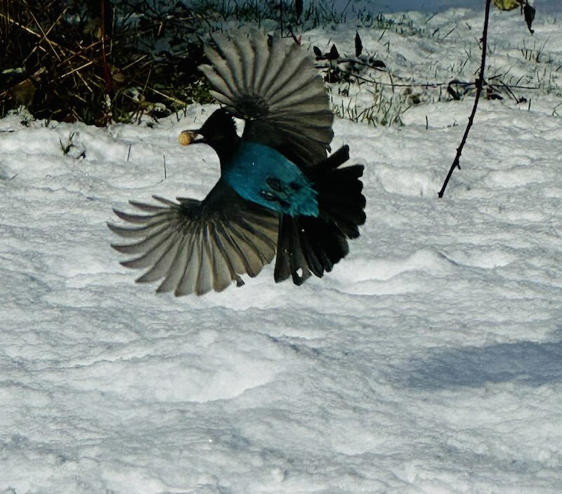 Bluebird.