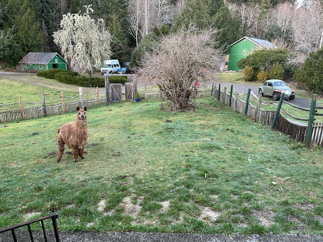 Krist's front yard.