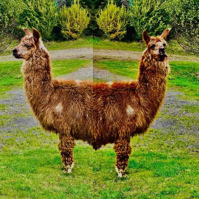 Double Huarizo.