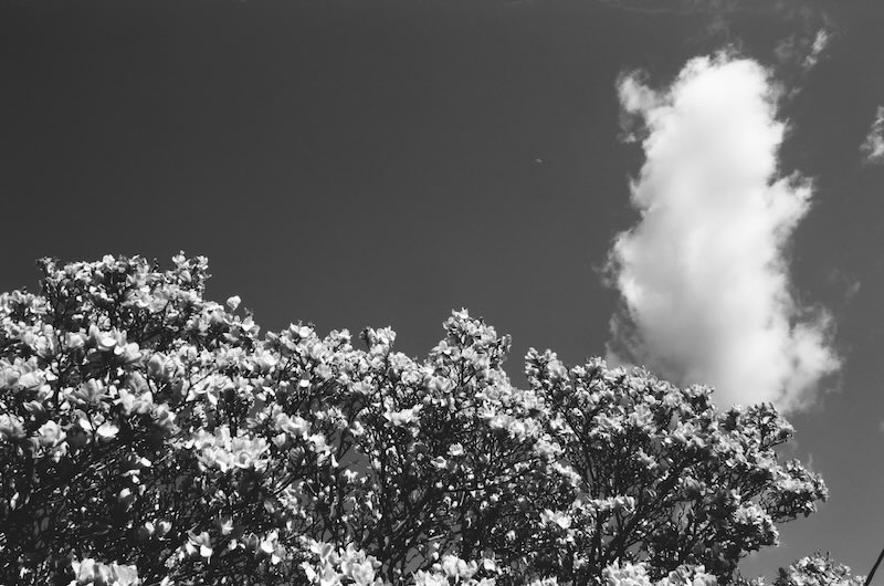 B&W photo of cloud and blosoms.
