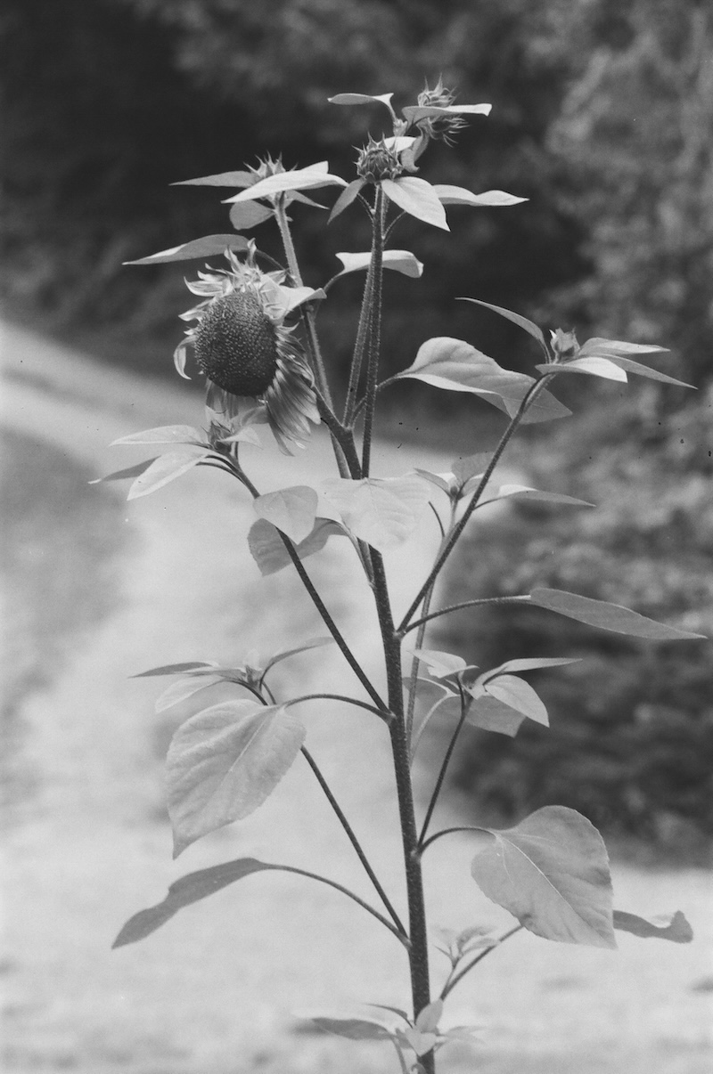 B&W Sunflower.