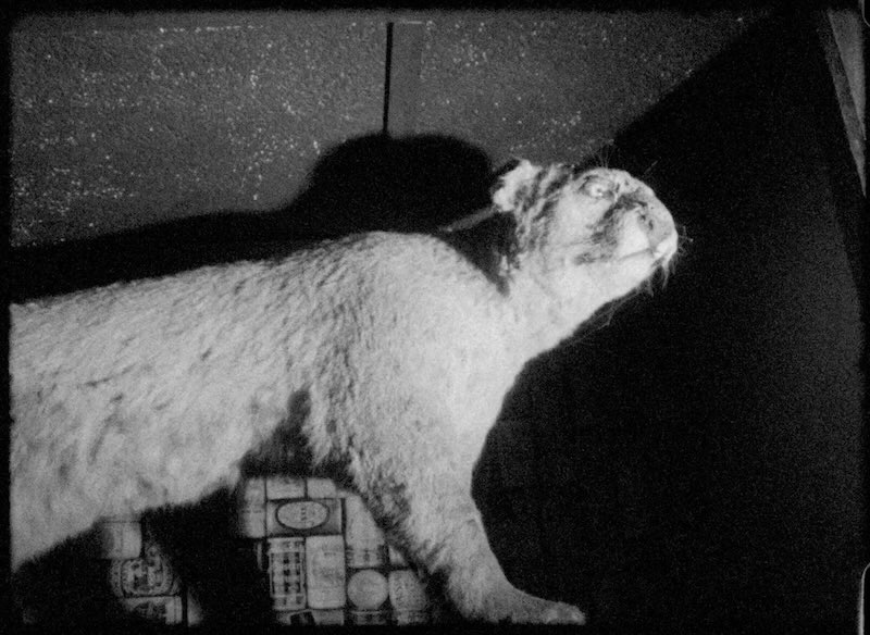 Taxidermy bobcat B&W.