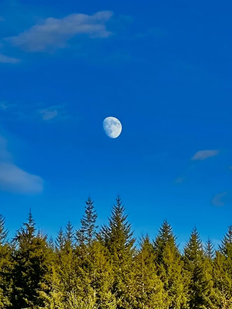 Moon with blue sky atop tree line.
