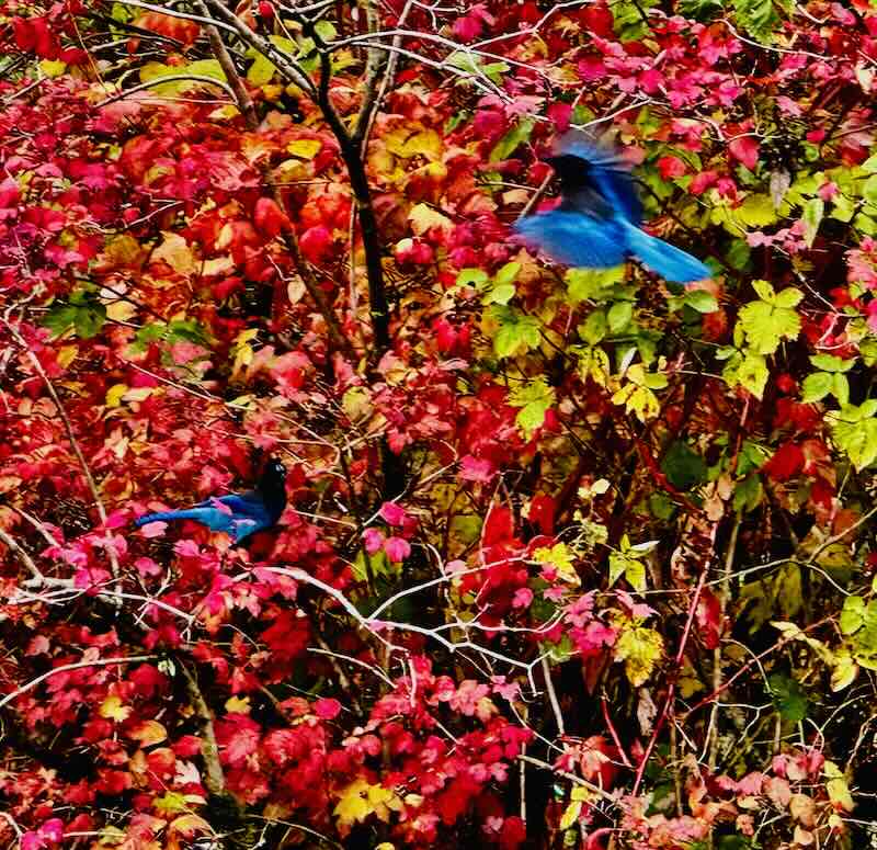 Blue Jays in bushes.
